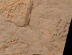 Horodyskia Fossil Slab- Oldest Known Multicellular Life #39059-1
